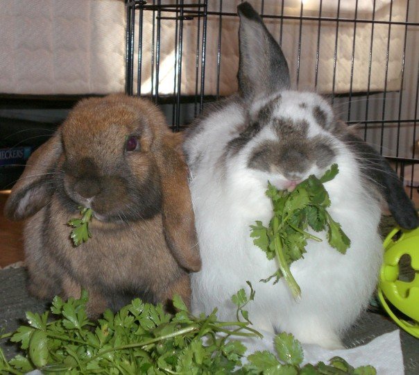 L’alimentation du lapin est cruciale pour sa bonne santé. Le lapin de compagnie a des besoins physiologiques. Foin et herbe constituent son alimentation