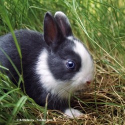 Easter bunny between green grasses.