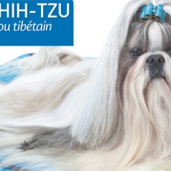 shih-tzu