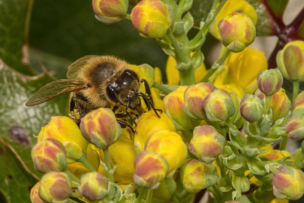L’OIE consacre une publication au rôle du vétérinaire dans la santé des abeilles