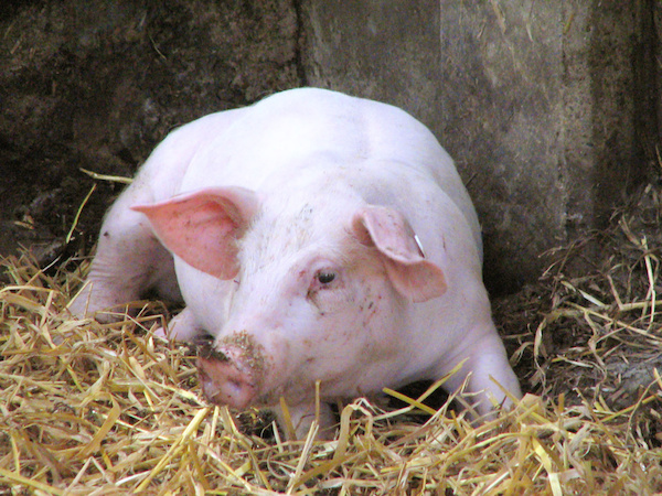 Bien-être animal : des vaches européennes aux porcs suédois