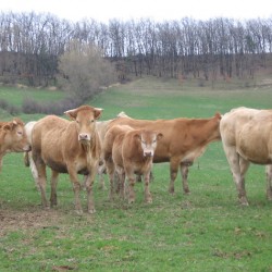 troupeau de vache