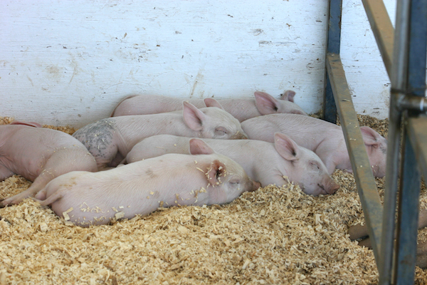 Porcs : la castration chimique peine à s’imposer en Europe