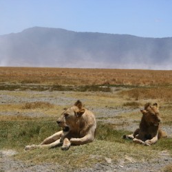 Tanzania, Wildlife, scenery, Pemba, Swahili, Safari, Serengeti