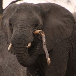 Eating Elephant