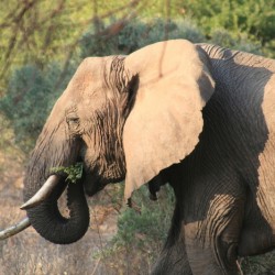 Elephant chewing