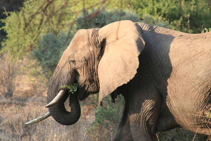 Ivoire brut d’éléphant : la France ne délivre plus de certificat d’exportation