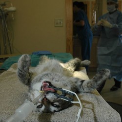 Cat_anesthesia_Bill Rhodes