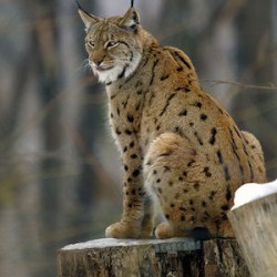Lynx_lynx2