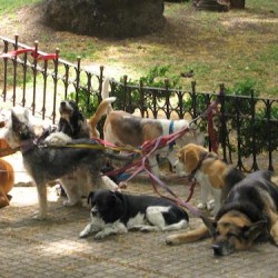 chiens-dans-un-parc
