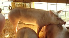 Peste porcine africaine, point d'etape du projet Asforce