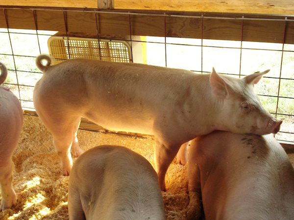 Peste porcine africaine : dernier point d’étape pour le projet ASForce à Rome