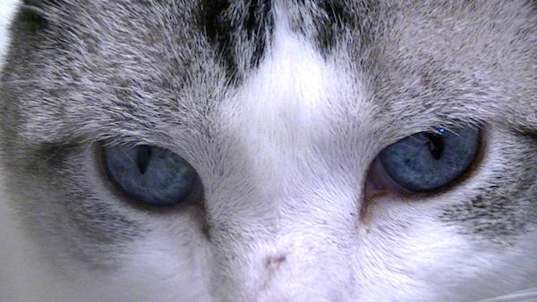 Bien-être animal : les chats britanniques victimes des armes à air comprimé