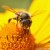 Abeilles sauvages : 30 % des espèces d’abeilles menacées au niveau européen sont endémiques à une Europe qui accueille 10 % des 20 000 espèces mondiales