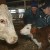 la vétérinaire rédigeait des ordonnances à distance pour des éleveurs, facturait 100 € HT la consultation, sans voir les animaux, et établissait un bilan sanitaire d’élevage.
