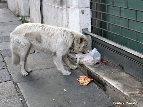 Outre-Manche, les empoisonnements accidentels touchent des milliers de chiens