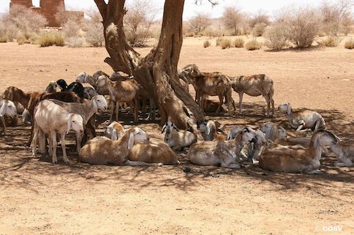 La peste des petits ruminants provoque des pertes 1,3 à 1,8 milliards d’euros par an. Dans les troupeaux non vaccinés, elle tue jusqu’à 90 % des caprins et des ovins infectés.
