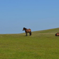 chevaux-isoles-au-pre
