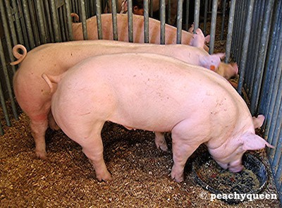 Le Conseil d’État valide le régime d’autorisation simplifiée appliqué aux élevages porcins, en stabulation ou plein air, de 450 et 2 000 animaux-équivalents