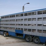transport-animaux-vivants-camion