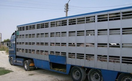 Transport d’animaux vivants : leur bien-être doit être assuré jusqu’au bout du voyage