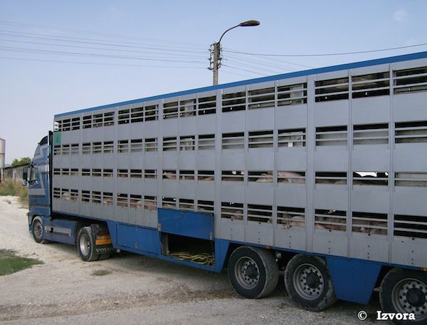 Transport d’animaux vivants : leur bien-être doit être assuré jusqu’au bout du voyage