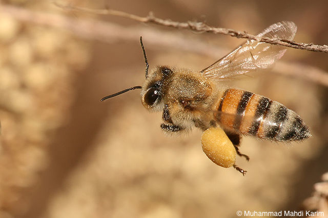 La biodiversité est au cœur du plan national de préservation des abeilles et des pollinisateurs sauvages et du moratoire européen sur les néonicotinoïdes.