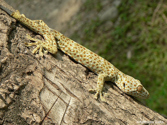 Animaux exotiques : le gecko tokay abrite des bactéries résistantes à plusieurs antibiotiques