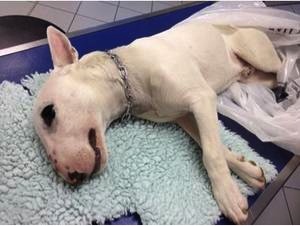 L’Institut Pasteur a confirmé, ce jeudi 21 mai 2015, un cas de rage chez un chien de race bull terrier dans la commune de Chambon-Feugerolles (Loire).