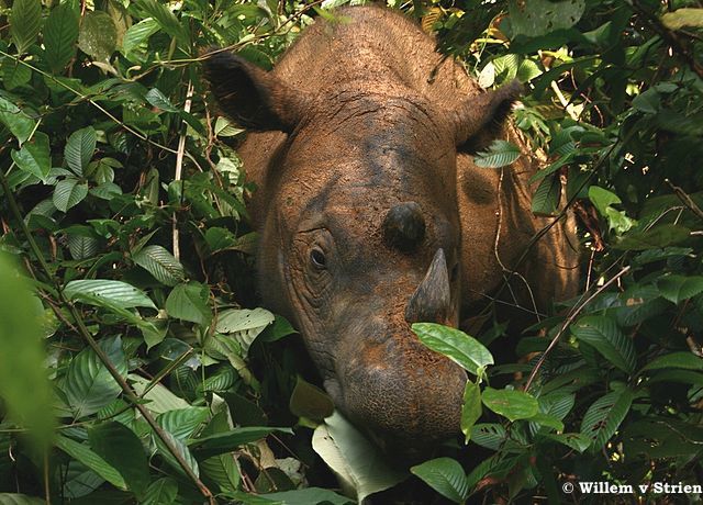 Rhinocéros de Bornéo : la fin annoncée d’une sous-espèce