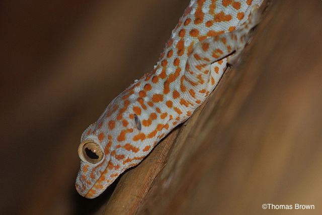 Animaux exotiques : le gecko tokay abrite des bactéries résistantes à plusieurs antibiotiques