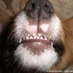 dentition-de-jeune-chien