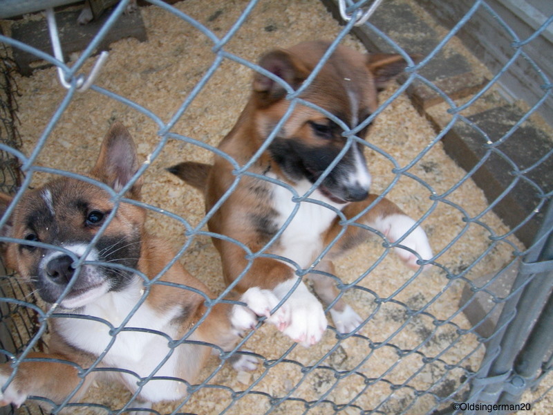 Trafic de chiens : quand la SPA se plante avec l’aide de la DGAL
