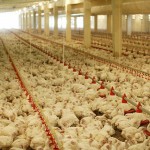 grippe aviaire influenza aviaire