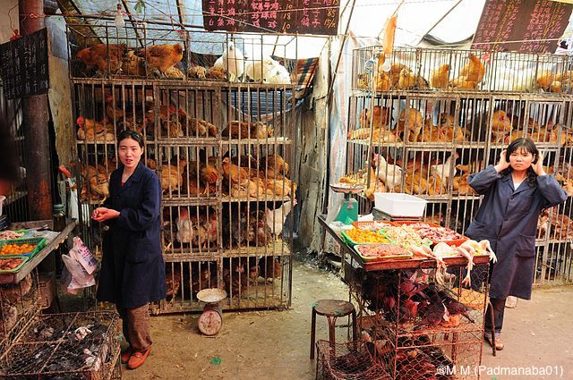 Influenza aviaire : Un renforcement des mesures de biosécurité est préconisé par l’OIE dans les élevages, afin d’enrayer sa diffusion mondiale.