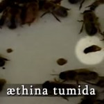 æthinia-tumida