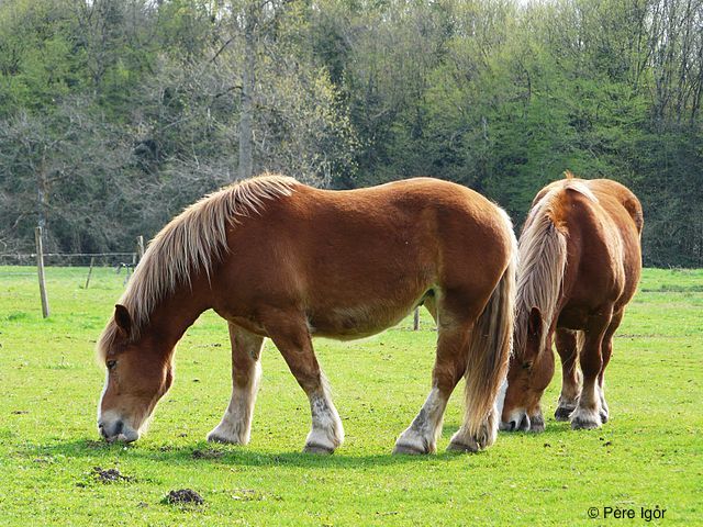 Santé et bien-être des équidés : vers une législation adaptée aux chevaux, ânes et mules d’Europe