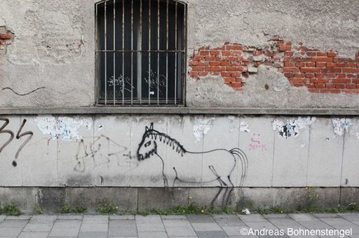 Santé et bien-être des équidés : vers une législation adaptée aux chevaux, ânes et mules d’Europe