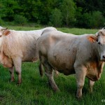 FCO vache Charolaise Auvergne