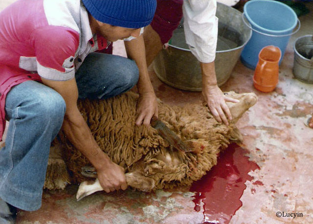 Abattage des animaux : l’Ordre des vétérinaires prend position pour un étourdissement efficace