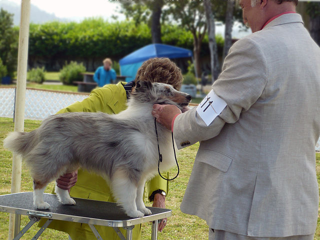 Selon un rapport du CGAAER, l'évolution de la Société centrale canine (SCC) passe par une révolution de la gestion de l'élevage de chien de race