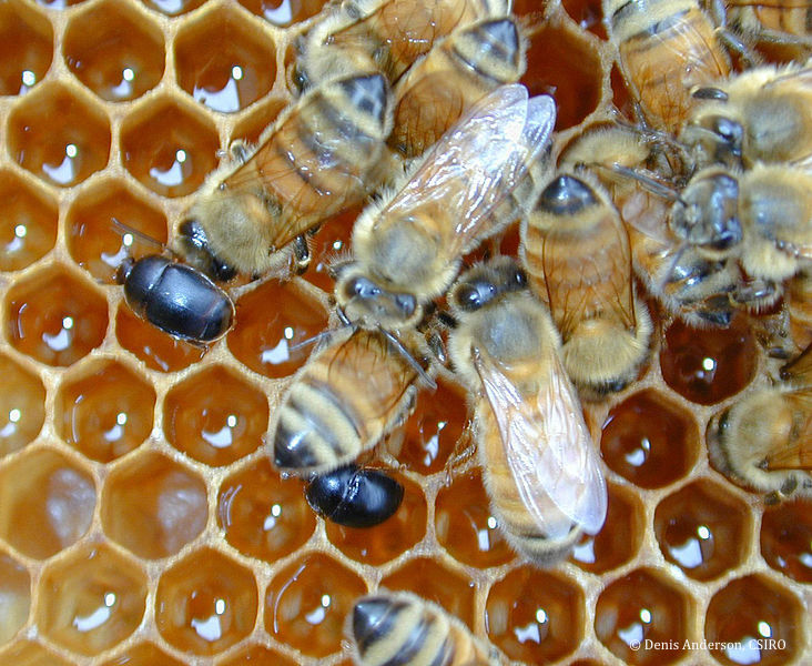Petit coléoptère de la ruche (Aethina tumida) : le risque de sa propagation en Europe vient d’être évalué par l’Efsa