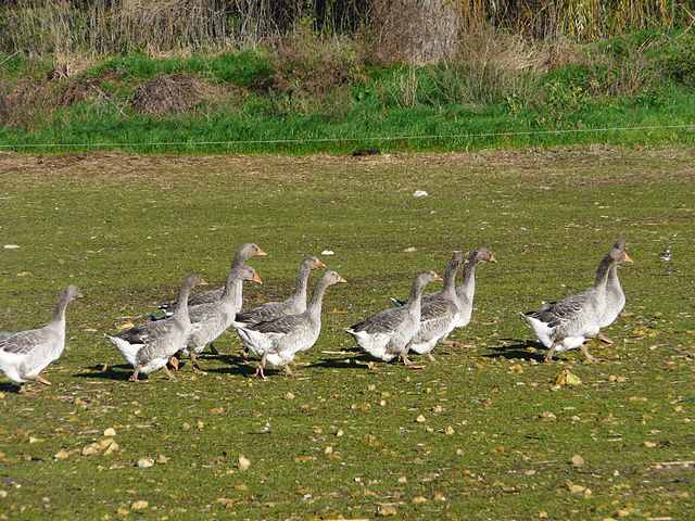 Le Cnopsav ne veut pas abattre les canards et les oies dans les départements touchés par l’influenza aviaire hautement pathogène et crée un vide sanitaire