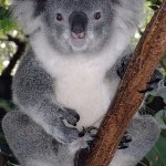 Koala chlamydiose 2