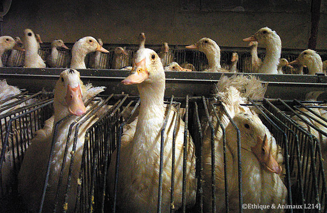 64 foyers d’influenza aviaire hautement pathogène pour les volailles sont recensés dans les six départements touchés du sud-ouest de la France.