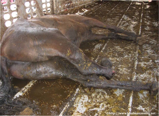 Une enquête sur la viande de cheval en provenance d'Amérique latine fait état de pratiques d’abattage à risque, de maltraitance et absence de garantie sanitaire