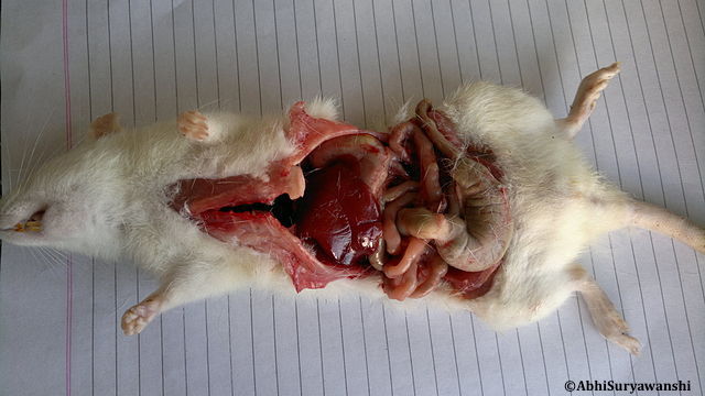 Dissection au collège : le Snes-FSU gagne en Conseil d’État le droit à l’expérimentation animale