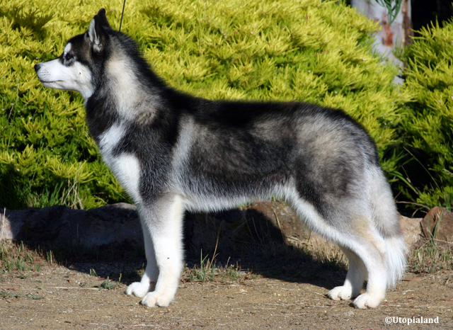 Pour 2015, le berger allemand est de nouveau le chien de race préféré des Français par son nombre d'inscriptions au Livre des origines français (LOF)