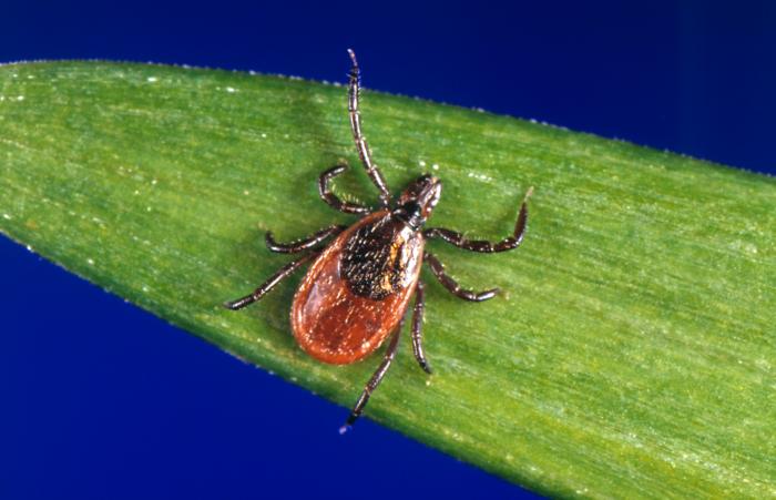 La maladie de Lyme (Borréliose) fait partie des maladies vectorielles à tiques sous-diagnostiquées en France. 30 % des tiques présentes sont infectées.