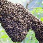 Biodiversite neonicotinoides abeilles